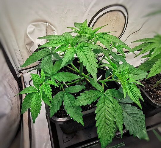 Growreport Bild 17