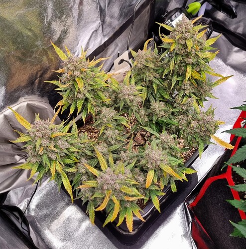 Growreport Bild 27