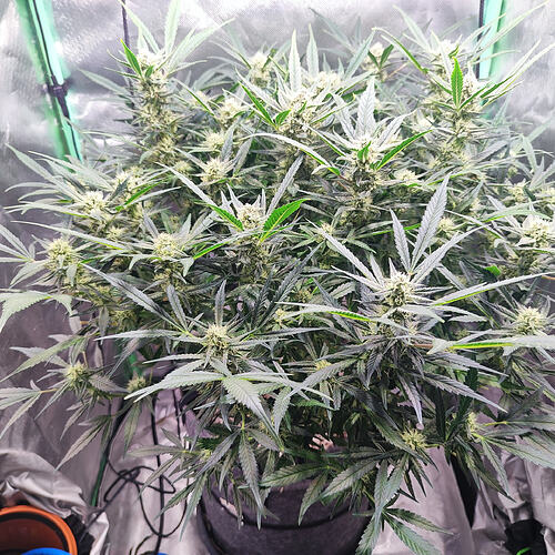 Growreport Bild 1