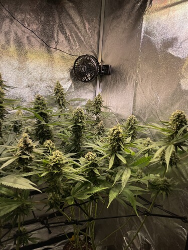 Growreport Bild 3