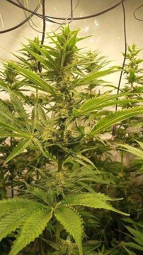 Growreport Bild 56