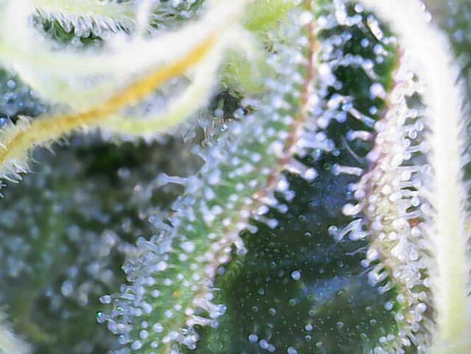 Growreport Bild 25