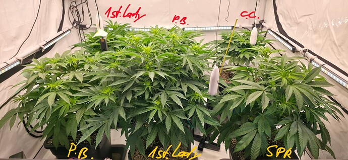 Growreport Bild 5