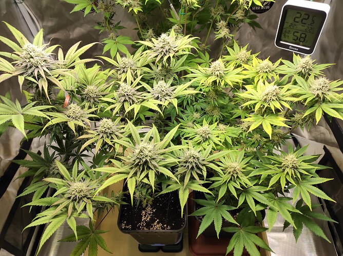 Growreport Bild 7