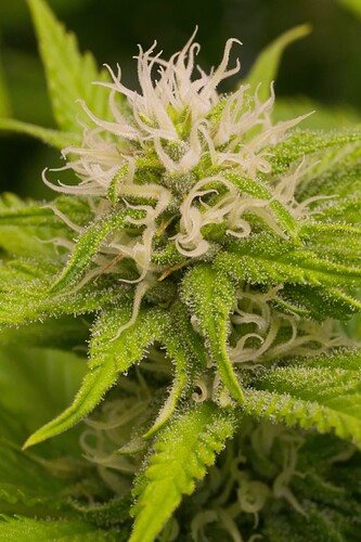 Growreport Bild 11