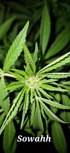 Growreport Bild 6