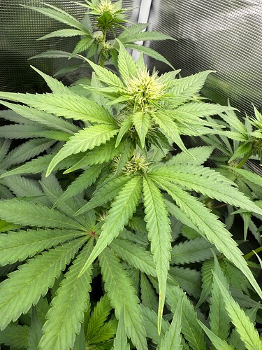 Growreport Bild 15