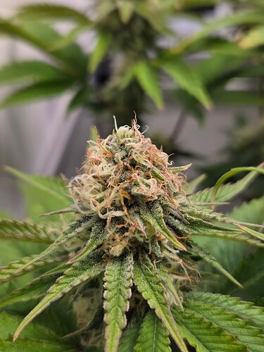 Growreport Bild 6