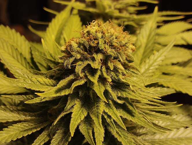Growreport Bild 9
