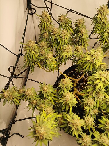 Growreport Bild 9