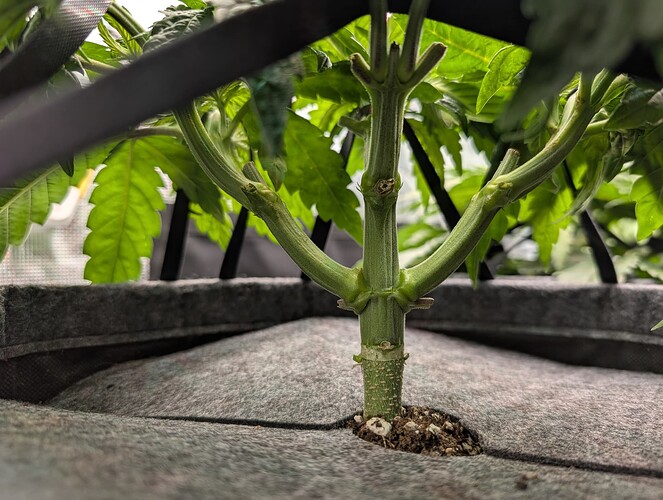 Growreport Bild 1