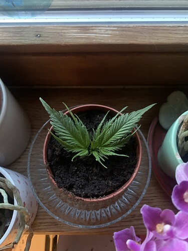 Growreport Bild 9