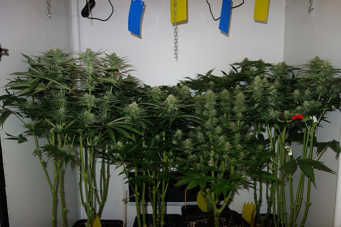 Growreport Bild 1