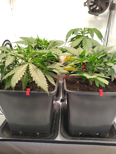 Growreport Bild 1
