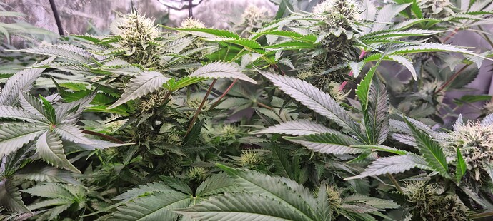 Growreport Bild 28