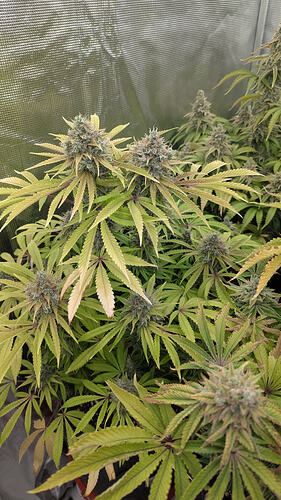 Growreport Bild 18