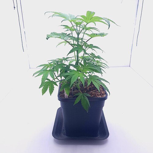 Growreport Bild 10