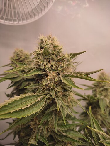 Growreport Bild 13