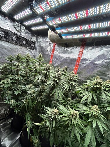 Mehrere blühende Cannabispflanzen in einem Growzelt unter LED-Beleuchtung.