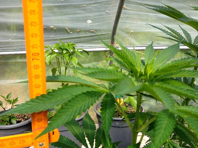 Grow25_0514_05
