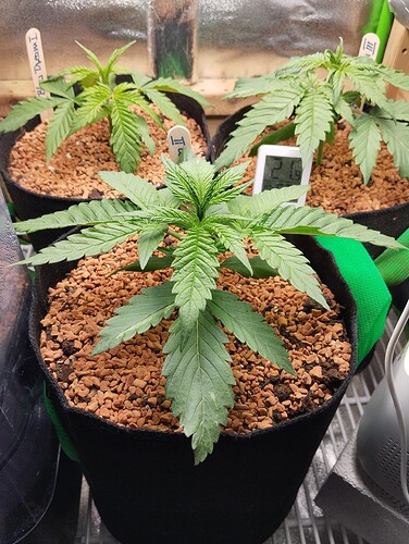 Growreport Bild 8