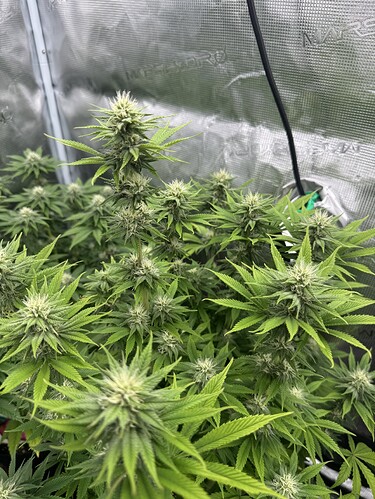 Growreport Bild 1