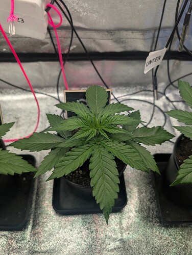 IMG_20250312_163552_723