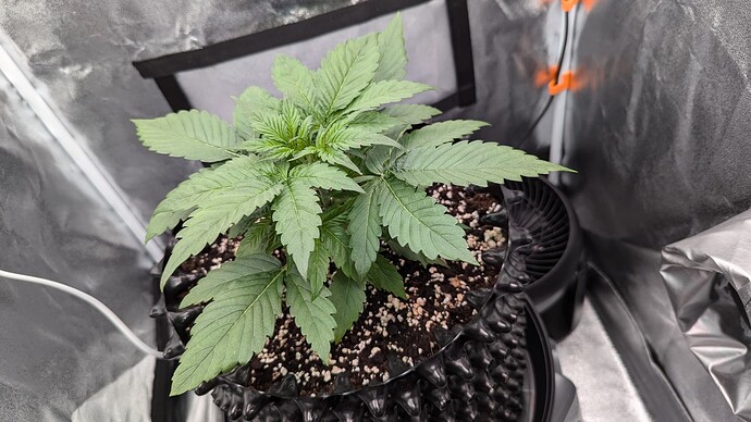 PXL_20240715_162806685