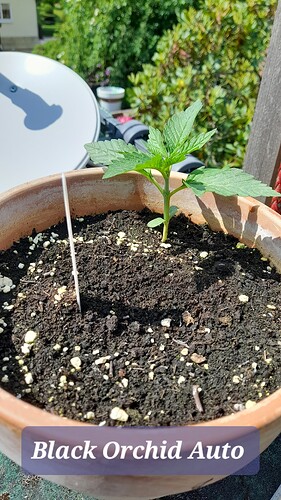 Growreport Bild 4
