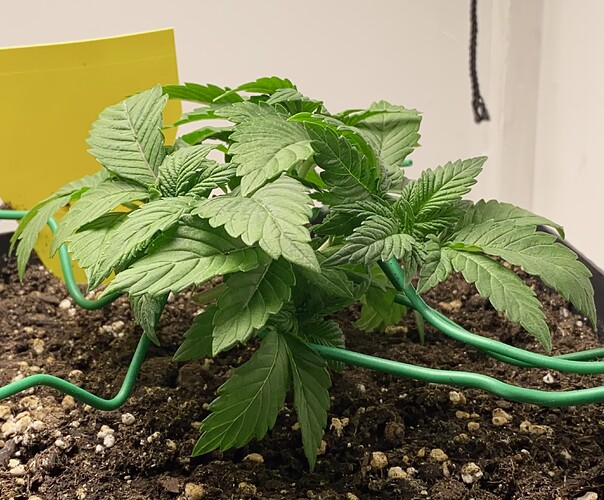 Growreport Bild 20