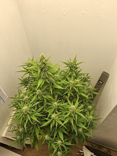 Growreport Bild 145