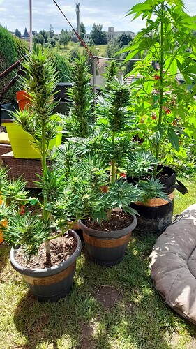 Growreport Bild 45