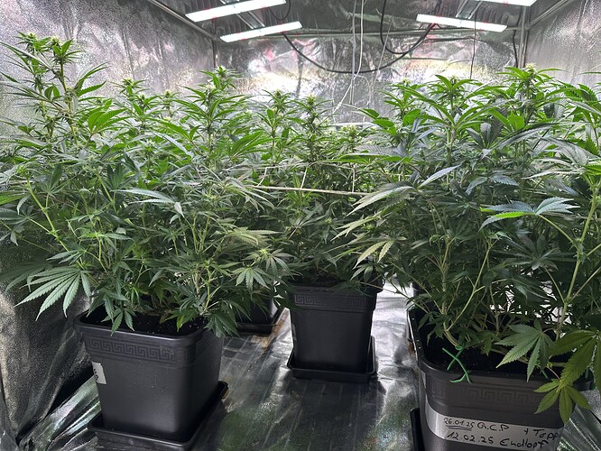 Growreport Bild 29