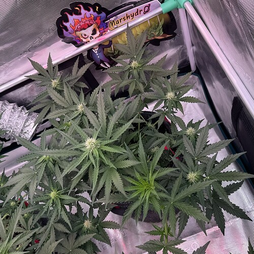 Growreport Bild 8