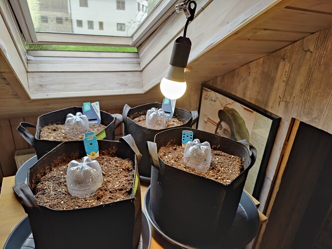 Growreport Bild 5