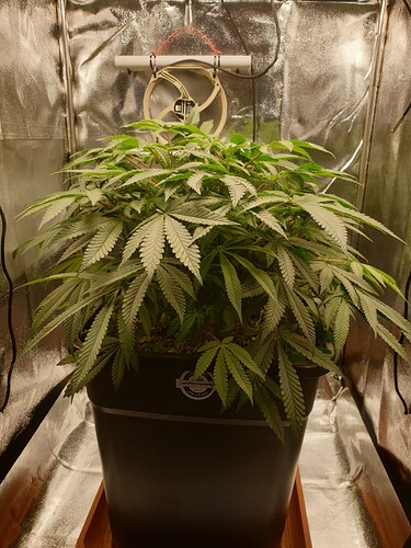 Ayahuasca Purple_2  11.01.2025