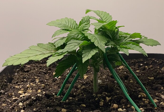 Growreport Bild 7