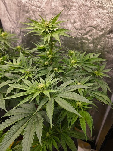 Growreport Bild 5