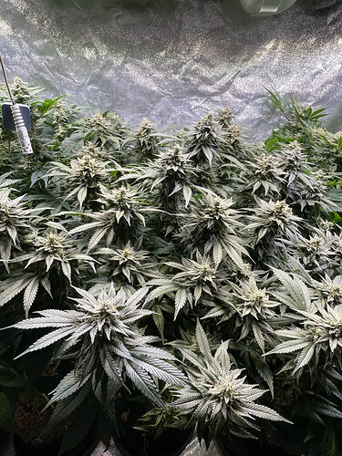 Growreport Bild 6