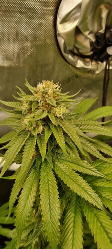 Growreport Bild 4
