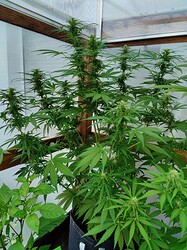 IMG_20240603_074425