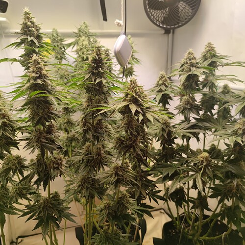 Growreport Bild 33