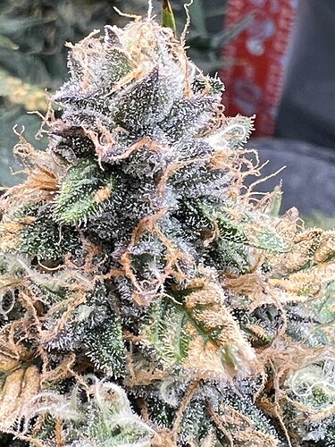 Growreport Bild 22
