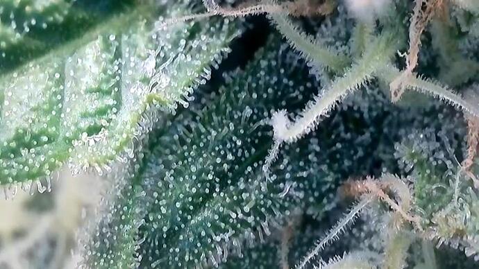 Growreport Bild 18
