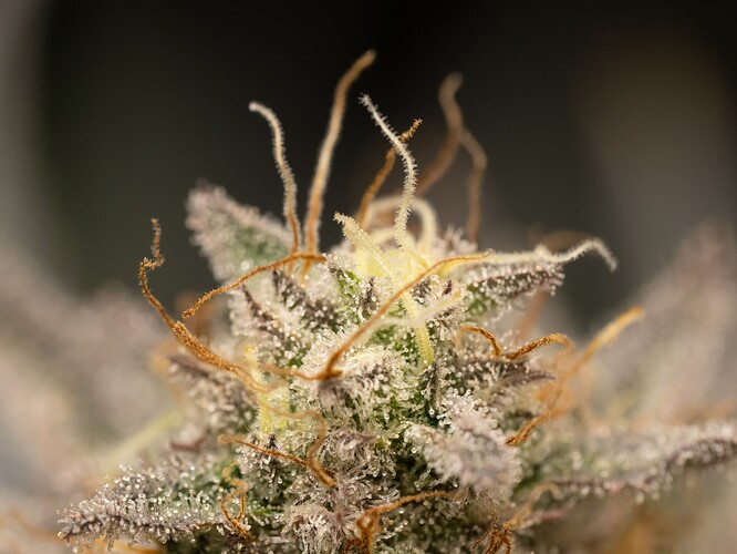 Growreport Bild 1