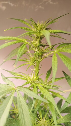 Growreport Bild 7