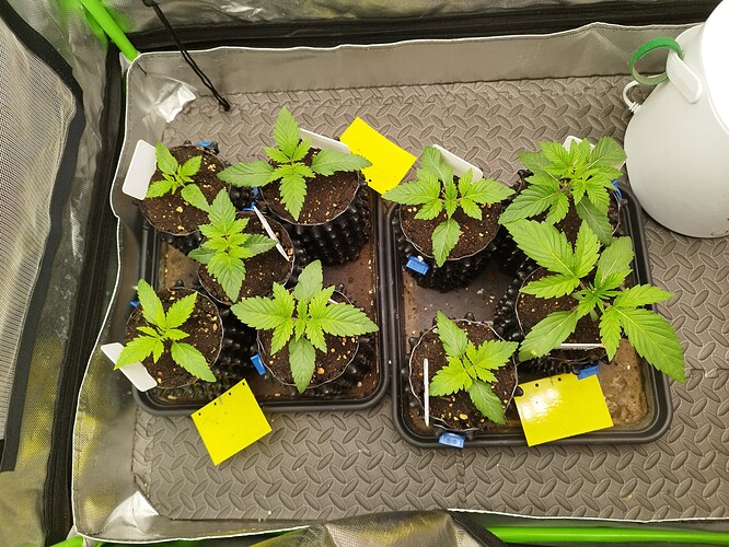 Sechs junge Cannabispflanzen in kleinen Töpfen, die auf zwei Tabletts in einer Growbox stehen.