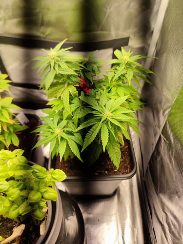 Growreport Bild 5