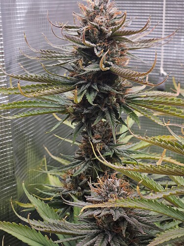Growreport Bild 11