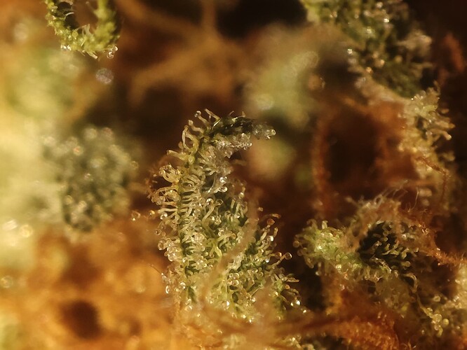 Growreport Bild 24